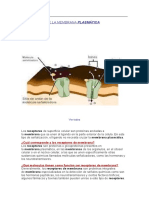 Modos de búsquedaRECEPTORES DE LA MEMBRABNA PLASMATICA