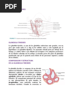 Glandula Tiroides