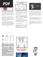 Qué Es La Teoría Cromosómica de La Herencia