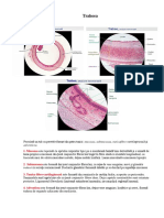 Histologie-Oral Tot 3 - 2023 PDF