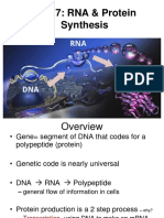 RNA and Protein Synthesis Notes - HONORS-Website PDF