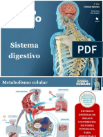 Sistema Digestivo