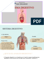 Sistema Digestivo