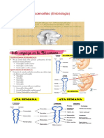 Semana 2 - Troncoencéfalo (Embriología)