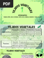 Tejidos Vegetales Meristemáticos, Dérmicos, Fundamentales y Vasculares.