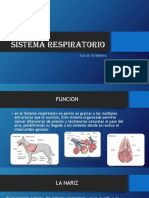 Sistema Respiratorio Del Perro PDF