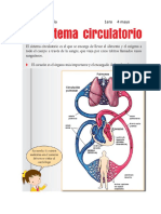 Aparato Circulatorio