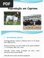 Aula 12 - FINAL Reprodução Caprinos e Ovinos PDF