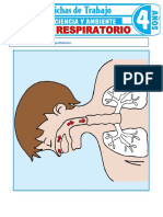 Sistema Respiratorio para Ninos de 4 Anos