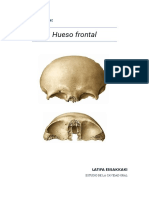 Hueso Frontal: Huesos Planos