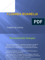 Floarea Soarelui