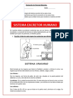 Evaluación de Ciencias Naturales Sistema Excretor