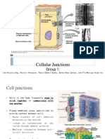 Cellular Junctions