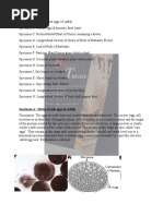 Wassce 2023 Biology Practical