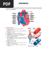 Aparato Cardiovascular para Cuarto de Primaria