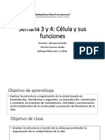 Célula y Sus Funciones