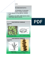 APUNTES Hepaticas y Antocerotophytas