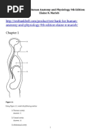 Human Anatomy Physiology 