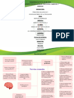 Pares Craneales Mapa