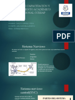 Presentacion Del Sistema Nervioso