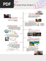 Linea de Tiempo Taxonomia