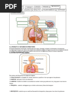 Actividad Matemática - CT