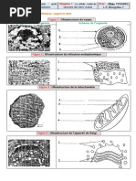 Ultrastructure P