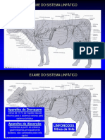 Slides Aula Linfonodo