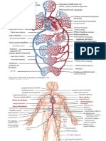 Fisio