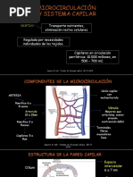 MICROCIRCULACIÓN