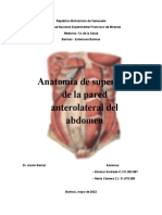 Anatomia Del Abdomen