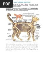 Huesos y Músculos de Los Gatos