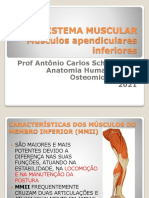 Sist. Muscular Musculos Apendiculares Inferiores 2021-1