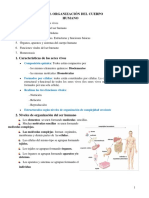 Organizacion Del Cuerpo Humano