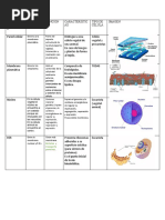 ESTRUCTURA Celular
