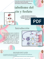 Metabolismo de Calcio y Fosforo