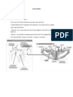 Anatomia Resumen