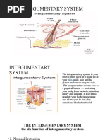 Intergumentary System 10