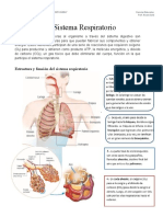 Sistema Respiratorio