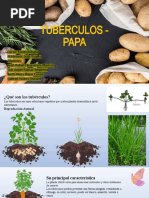 Tuberculos - Papa