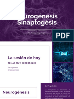 2 - Neurogénesis Sinaptogésis