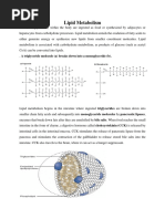 Beta Oxidation