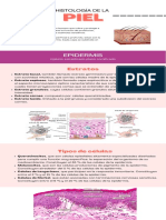 Histologia de Piel