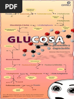 Rutas de La Glucosa