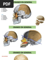 Craneo en General