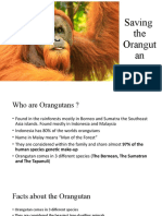 Orangutan