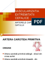 Vascularizatia Extremitatii Cefalice