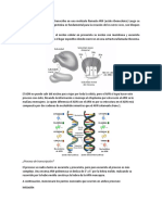 Bilogia Trancripcion