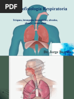 Anatomofisiologia Respiratoria Traquea Bronquios Pleura Respiracion