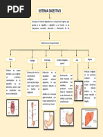 Mapa Conceptual Del Sistema Digestivo